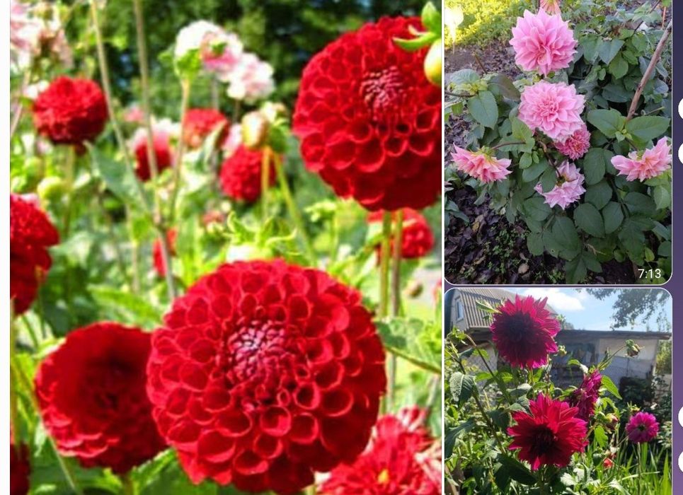 Продам набор сортовых георгин