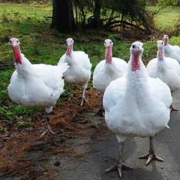 Інкубаційне яйце Індик Хайбріт Конвертер