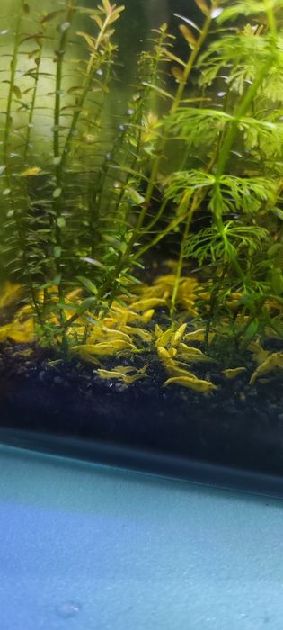 Neocaridina Yellow Golden Back