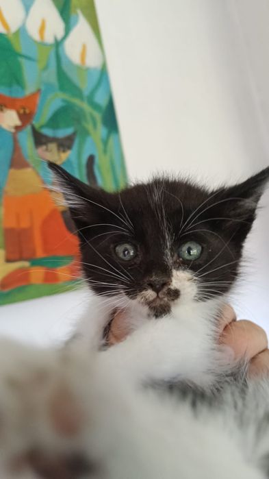 Gatinhos bebés para adoção