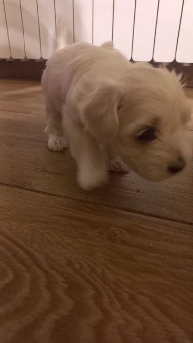 MALTAŃCZYK- suczka cudna bielutka kuleczka