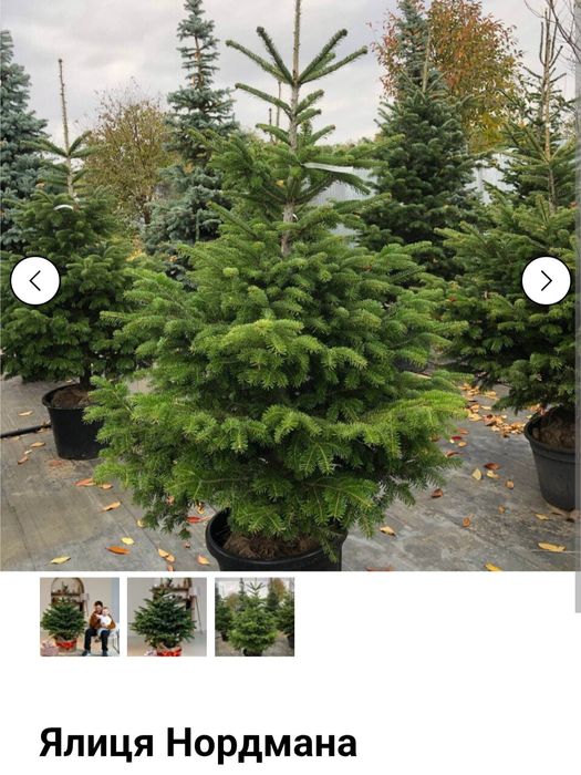 Жива Ялинка в Горщику до Різдва та Нового Року