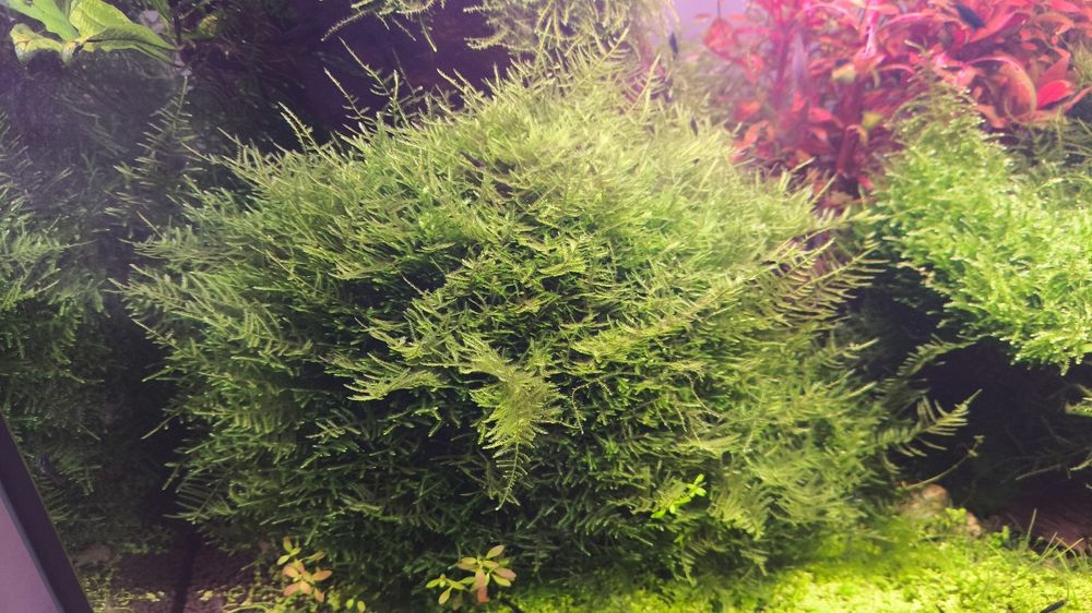 Mech Spiky moss, duża porcja