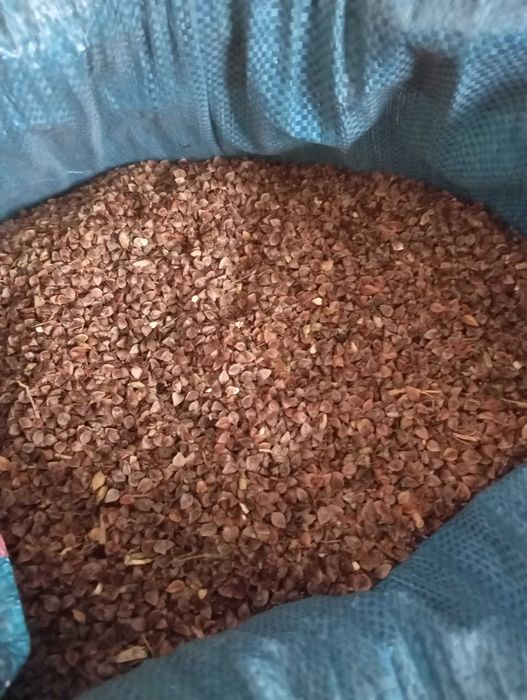 sprzedam grykę zbiór 2024 - krzaczasta