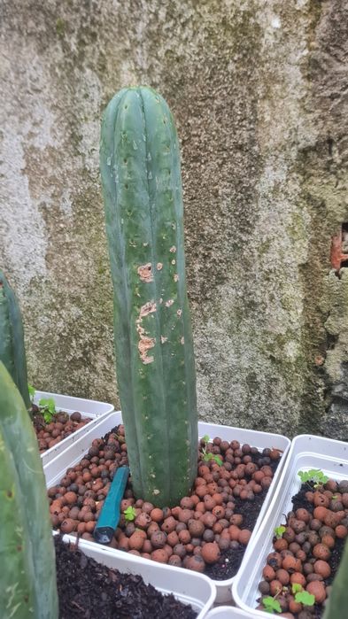 Cacto S.Pedro Echinopsis
pachanoi