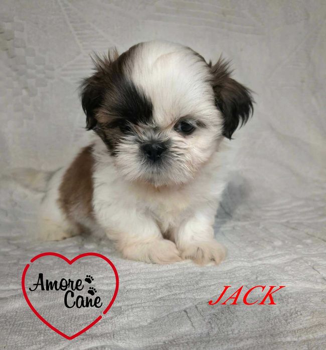 Śliczny piesek shih tzu-JACK.