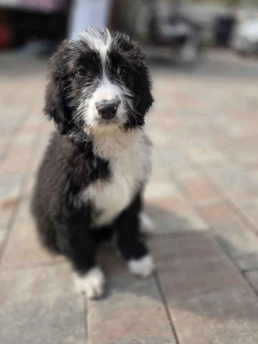 Aussidoodle Suczka