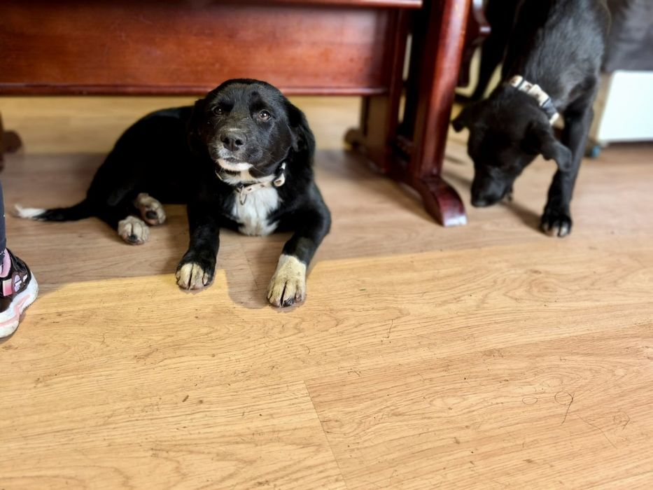 ALBA. 5 mięs. Cudowna subtelna w sunia