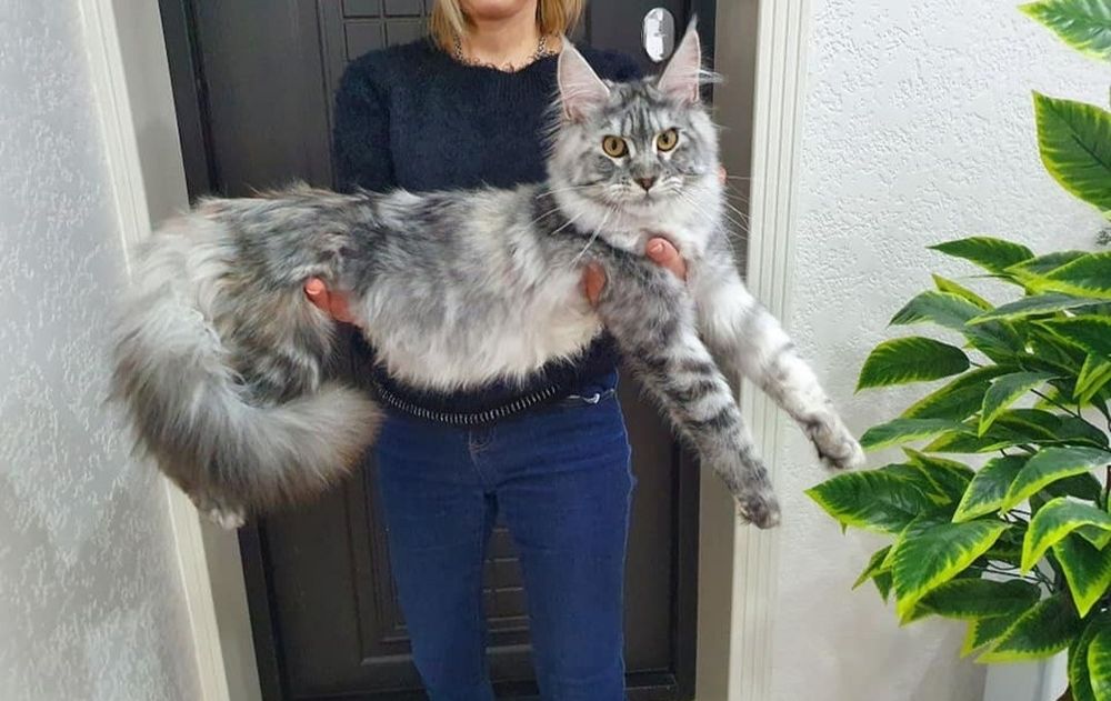 Vip котята Мейн-кун