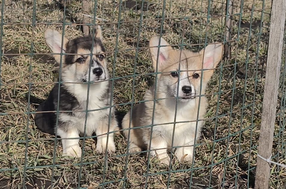 Вельш корги пемброк. Щенки.