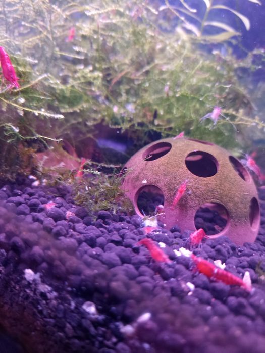 Camarões Red Cherry juvenis