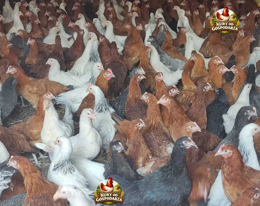 Kury Nioski Lohmann Brown Sandy Rosa Leghorn Dominant Greenshell