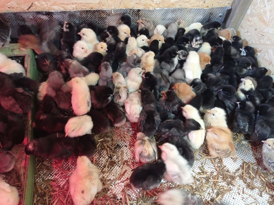 Kurczeta  4-tyg :rosa,,leghorn,,ayam cemani,