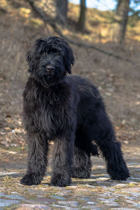 Owczarek francuski briard z Hodowli Roku 2025! czarny piesek
