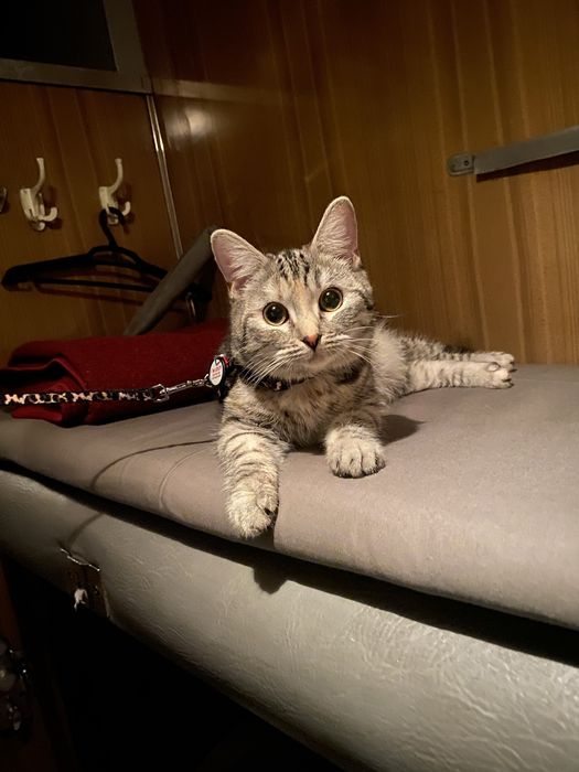 Ищу кота для вязки (безплатно)
