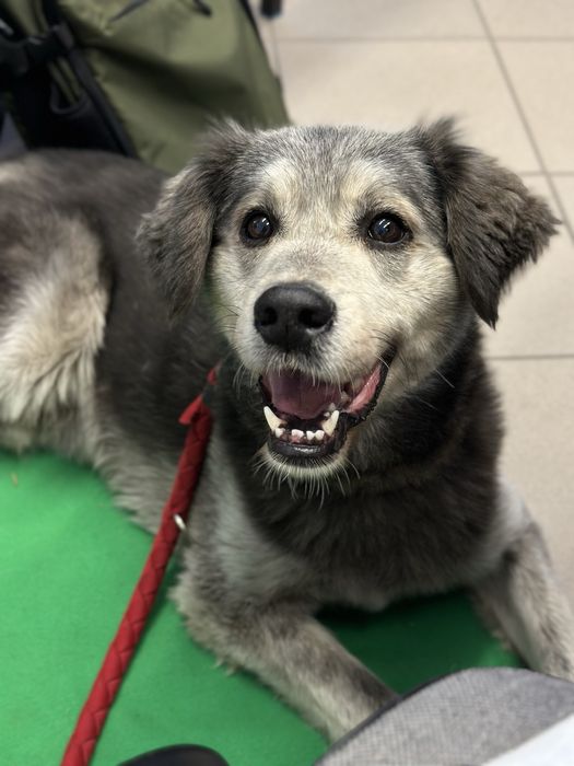 Bruno do adopcji