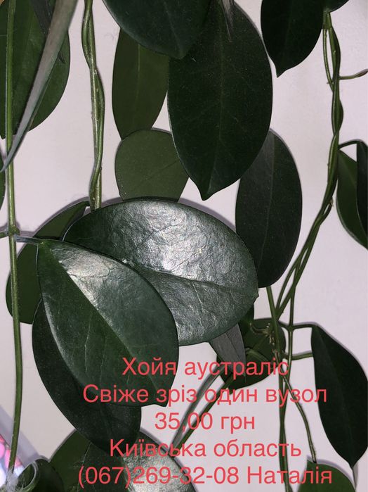 Хойя види. Хойя. Хойя