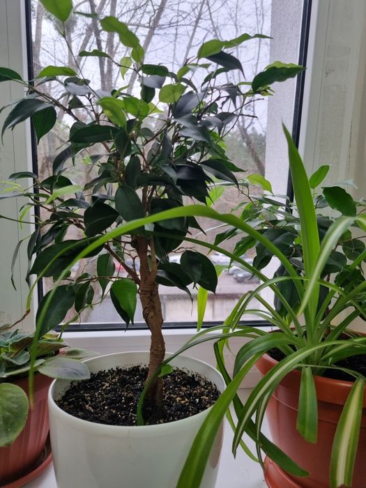 Фікус бенджаміна, качуконосний плющ,