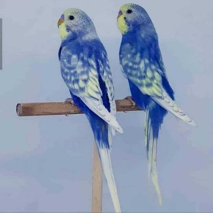 Aves criadas a mão meiguinhos