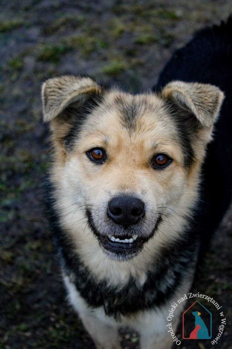 PIĘKNY, MŁODY, WESOŁY, towarzyski, lubi się bawić - adoptuj !!!
