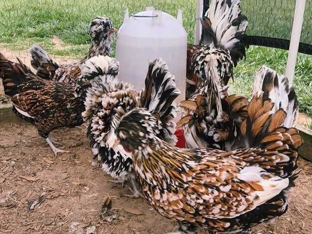 Яйце на інкубацію, курчата, Падуан: золото, фарфоровий.