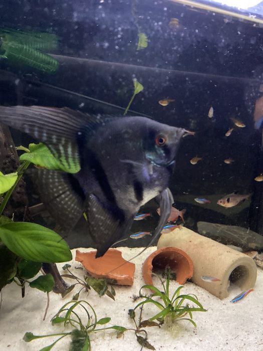 Aquario 70L  completo