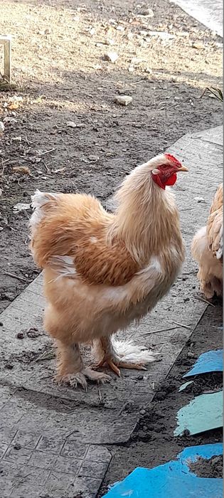 Інкубаційні яйця курей породи Брама лимон