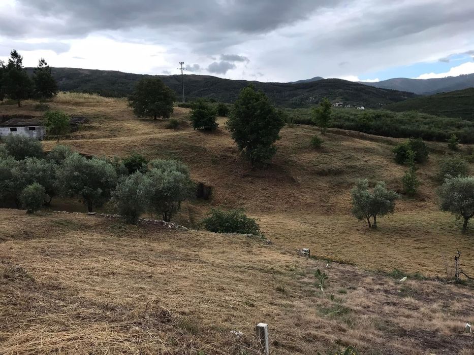Manutenção de Espaços Verdes  Coja/Arganil
