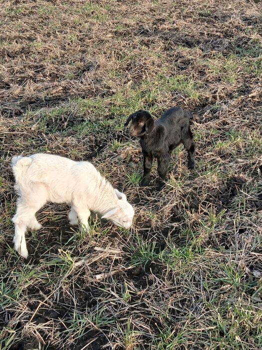 Продам чарівних  козенят