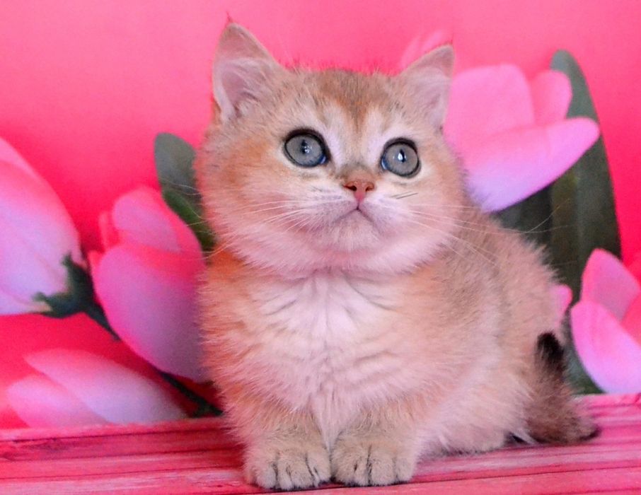 Кошечка золотая шиншилла