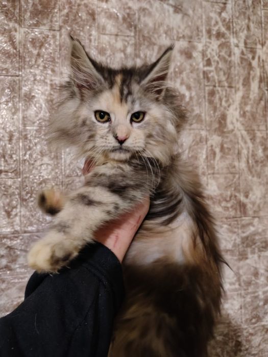 Свободны две лапули