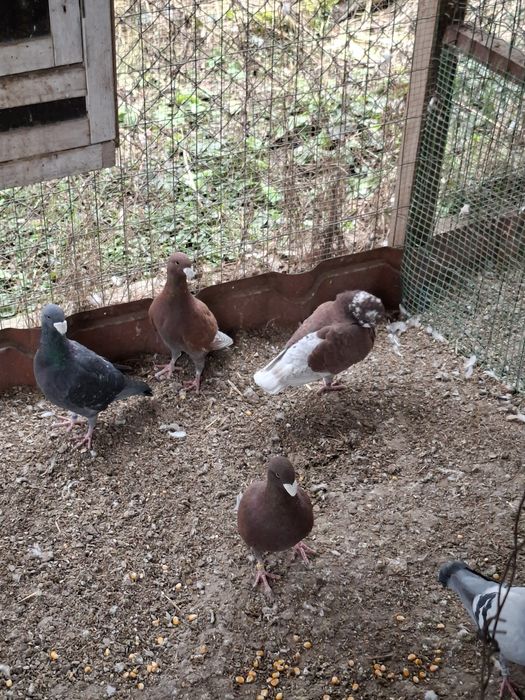 Sprzedam gołębie Niemieckie Wystawowe