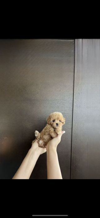 Kpacуні маленькі мальтіпу , мальтипу мини дівчаткa., ‼️