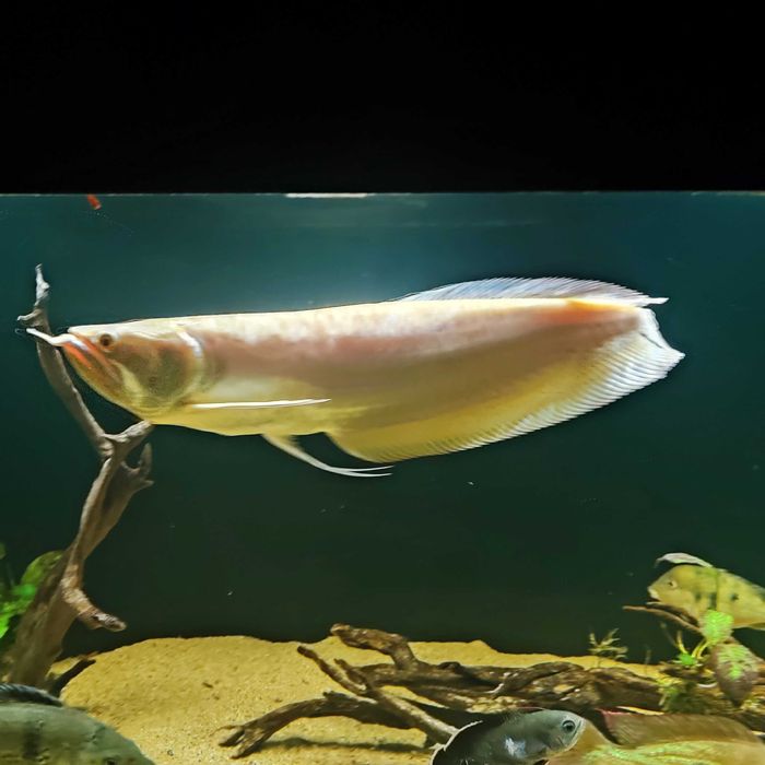 Arowana srebrna albino 40-50 cm