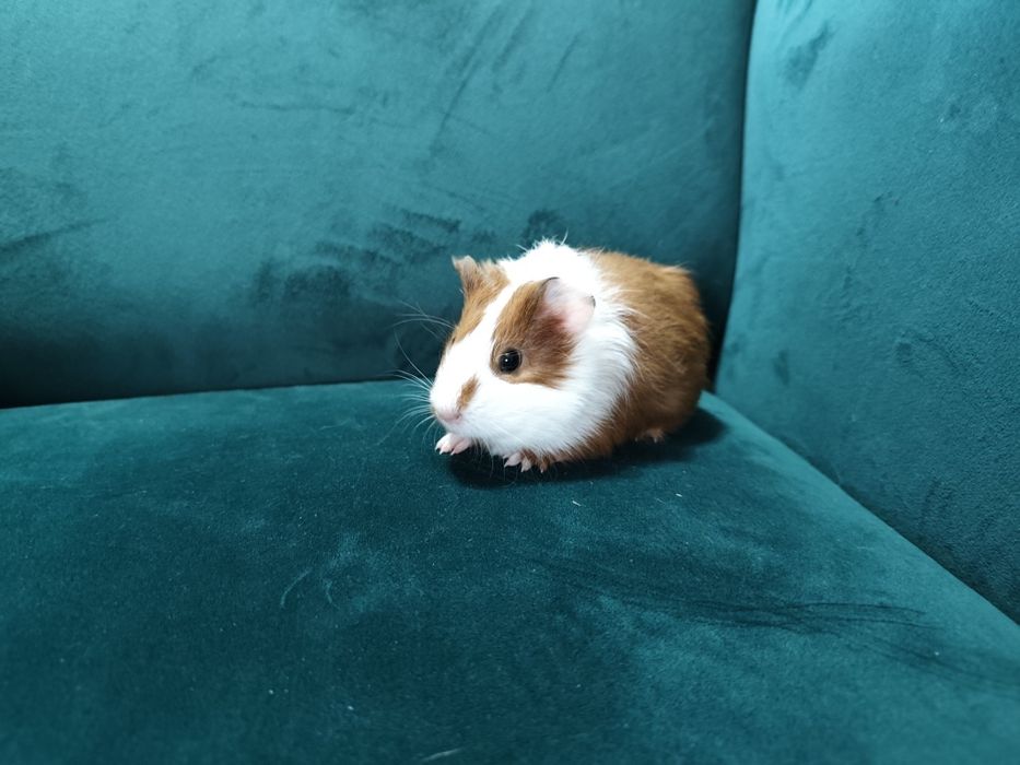 Świnka morska kawia domowa