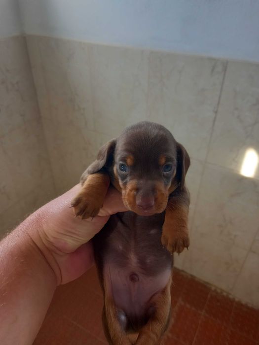 Teckel macho chocolate afogueado