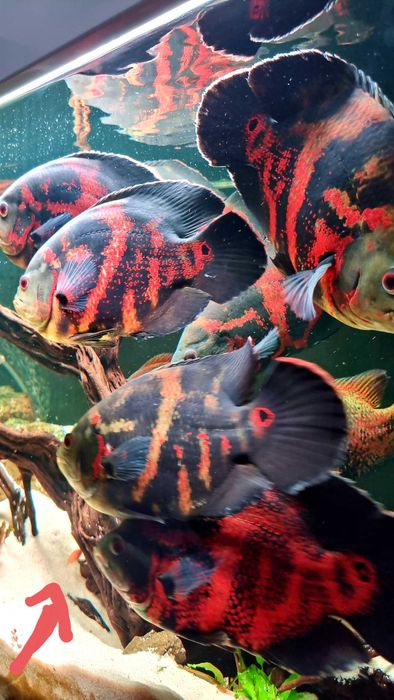 Аквариум 750 литров ! Тумба! Рыбки! Самп! Оборудование!