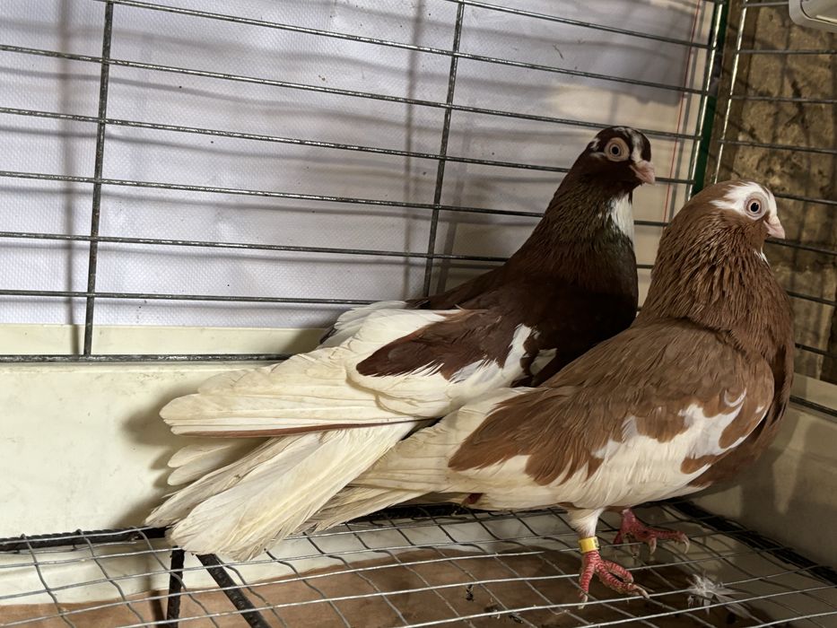 Gołębie zamojskie  blankopy