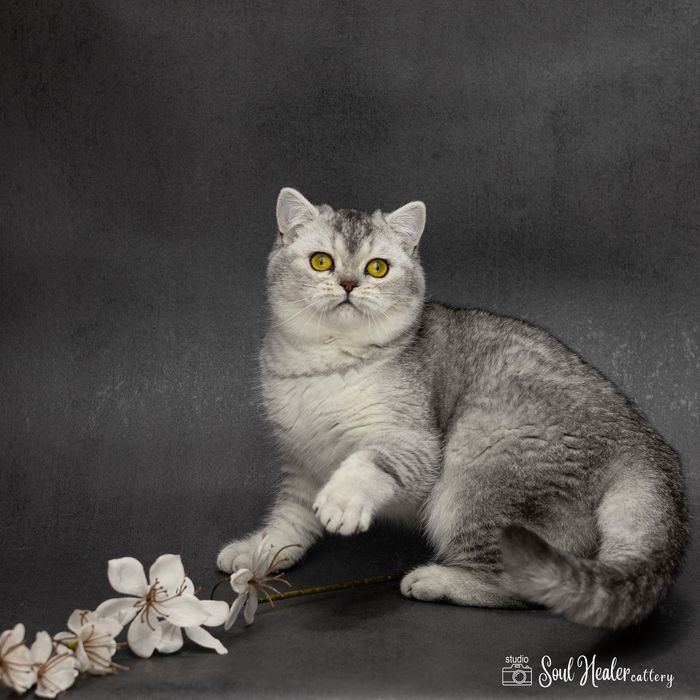 Шотландське кошеня