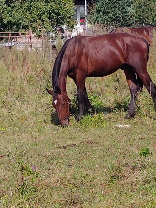Ogierek śląski Lunar