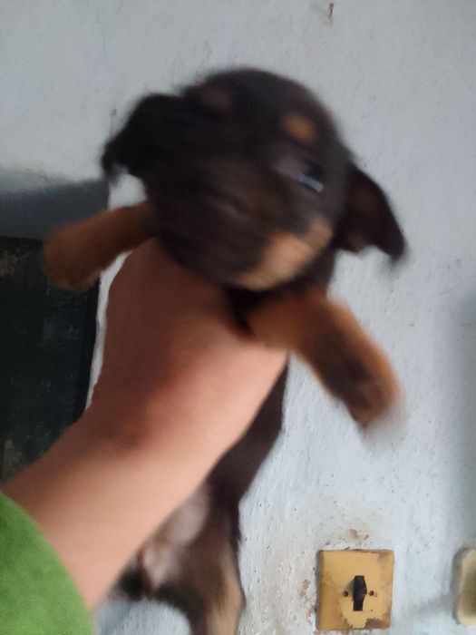 Щенки метис чихуашки