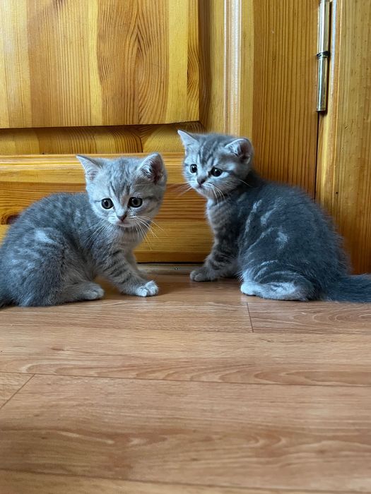 Шотландські котята