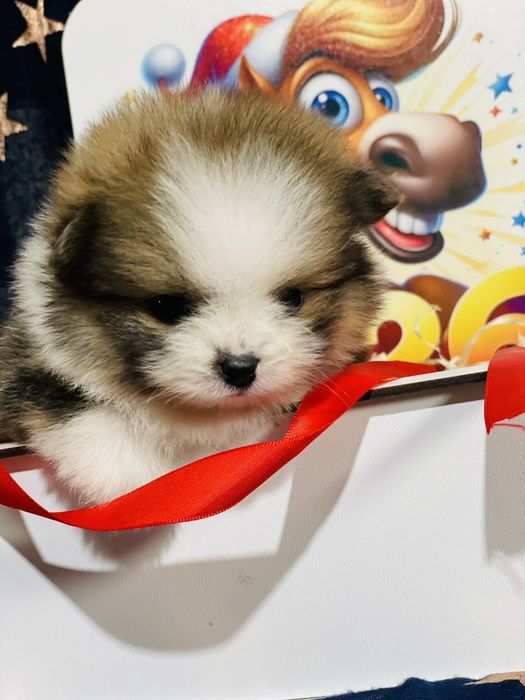 Міні хлопчик мішка