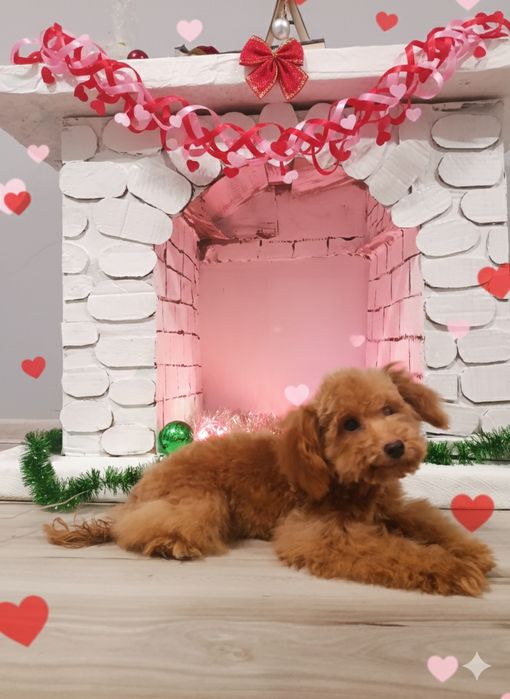 Міні хлопчик 22 см той пудель