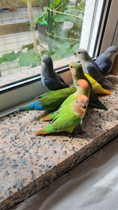 Vendo Agapórnis domesticados e super meigos