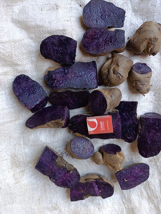 Картопля солоха, картошка, бульба