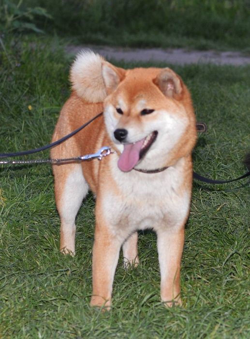 Дуже гарні та милі Шиба ину 6місяців.