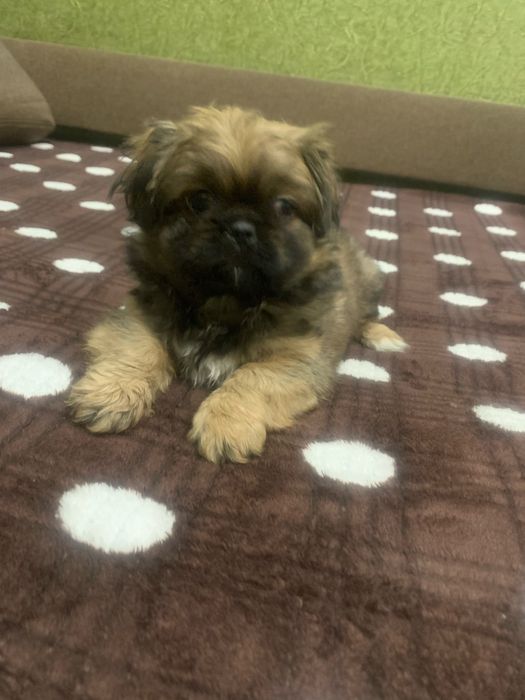 Продам цуценят Пекінесиків