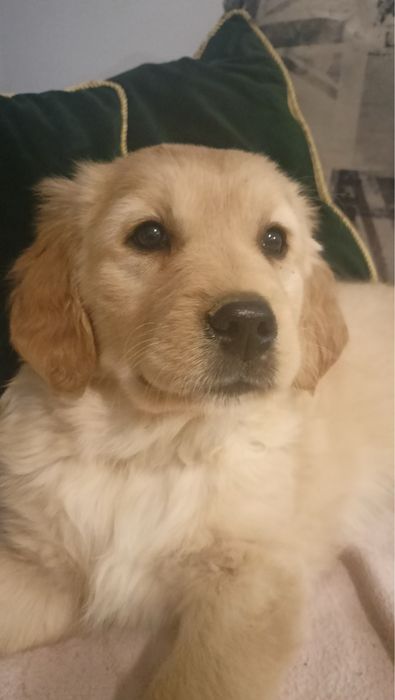 Golden retriever