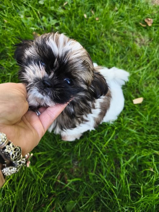 Suczka Shih-tzu szczeniak